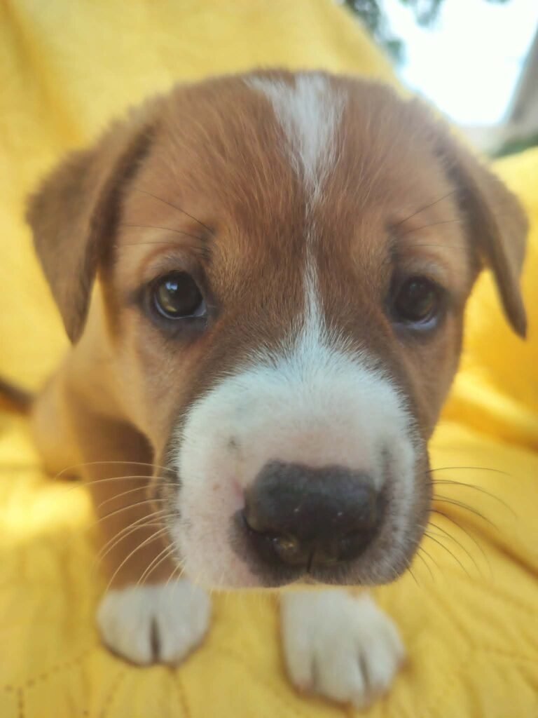 Puppy Needs a Home