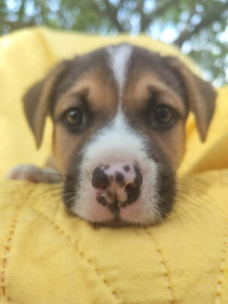 Puppy Needs a Home