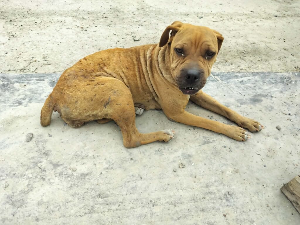 Precious Needs a Foster