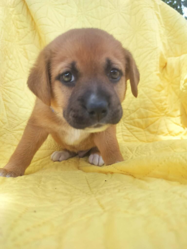 Puppy needs a home