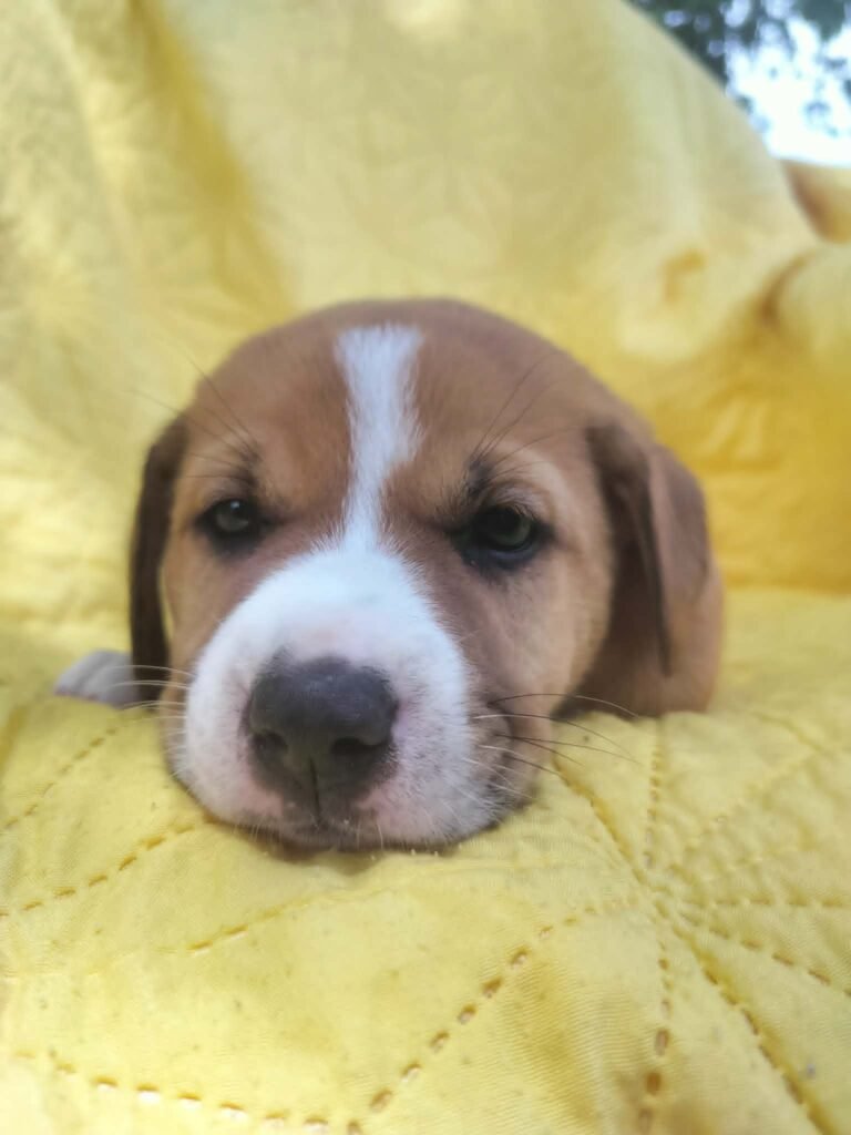 pup needs a home
