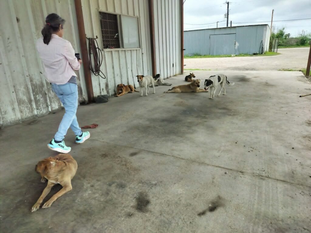 Neighbors Helping Street Pups of Corpus Christi