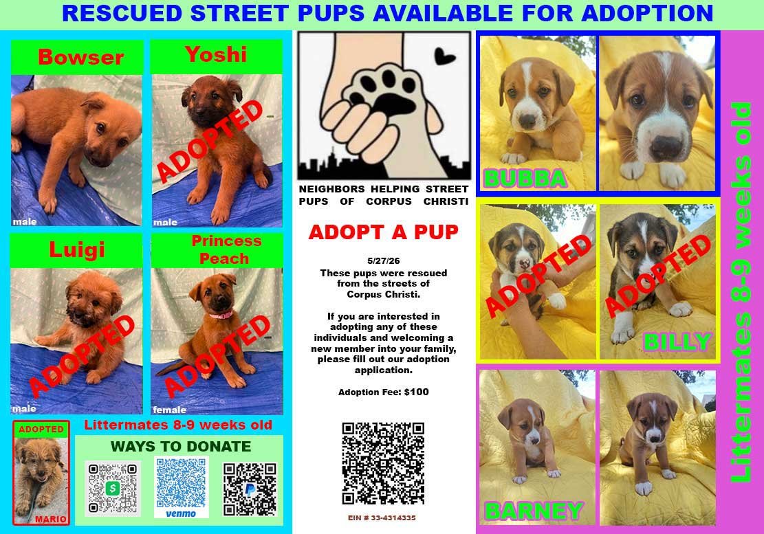 Puppies available for adoption Neighbors Helping Street Pups of Corpus Christi