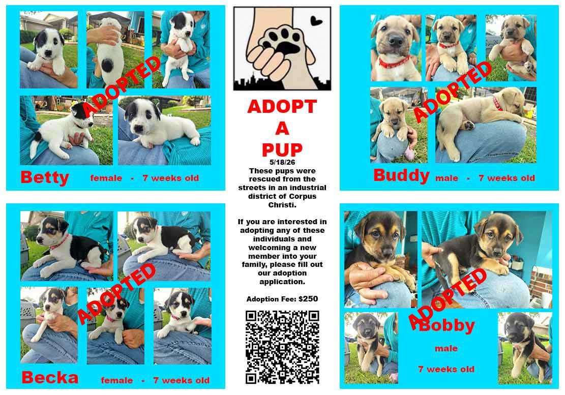 Puppies available for adoption Neighbors Helping Street Pups of Corpus Christi